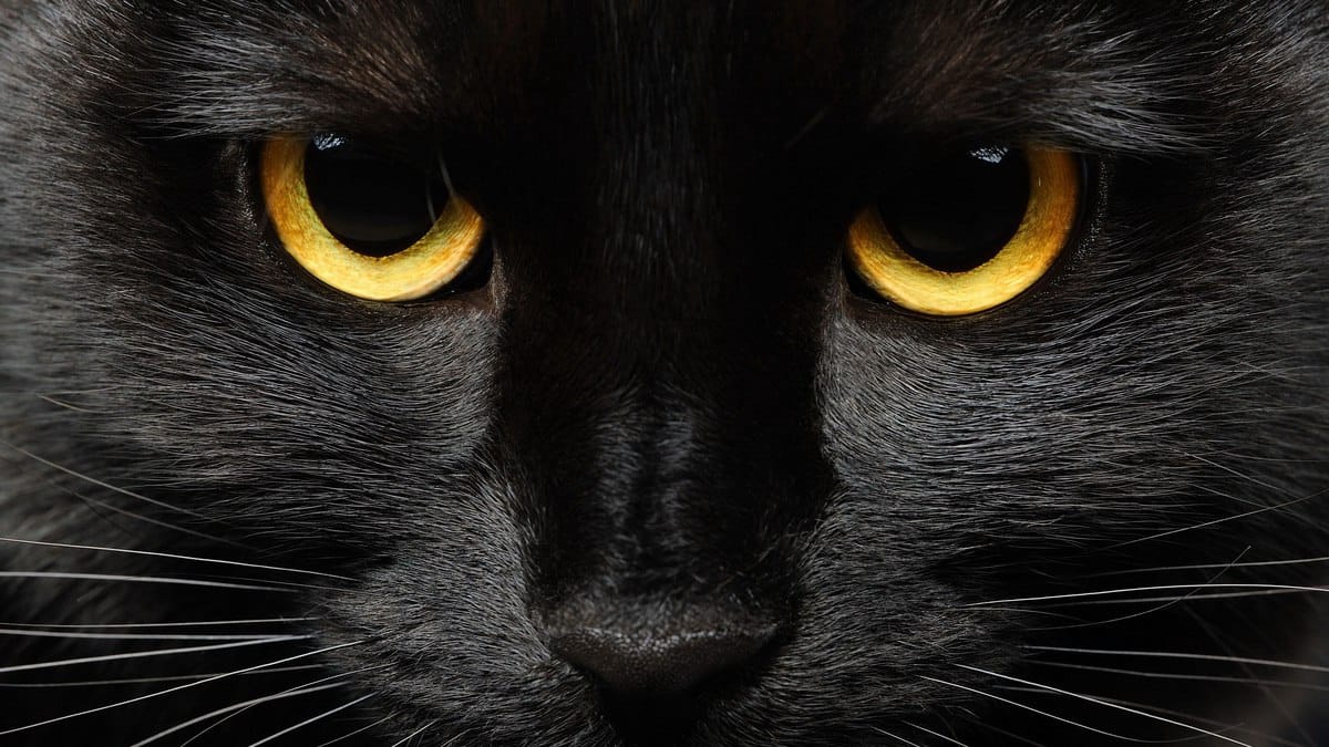 US Cybersecurity Experts Accused of Using BlackCat Ransomware
